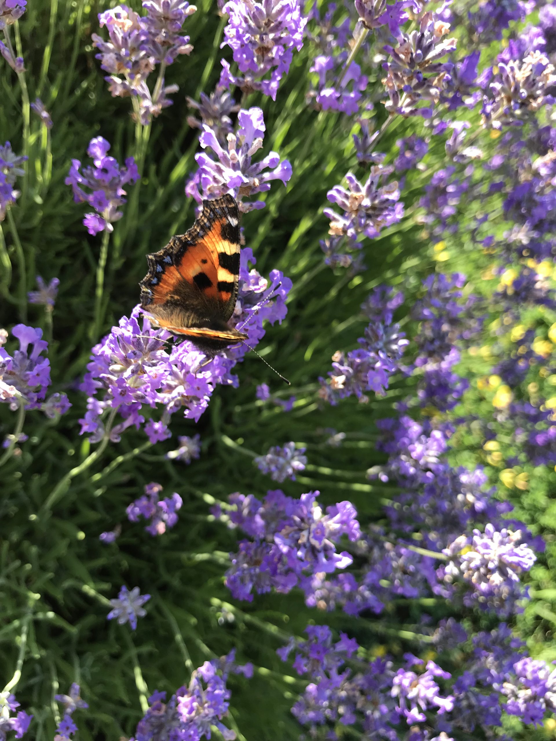 Butterfly on lavender.